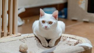 Panier griffoir chat : cadeau chat original sur Chat Bada