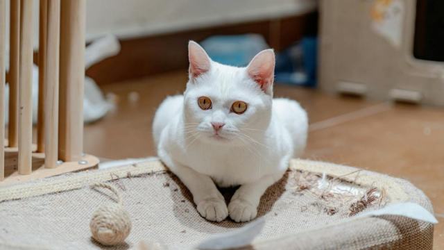 Panier griffoir chat : l'accessoire chat qu'il vous faut Panier griffoir chat : l'accessoire chat qu'il vous faut