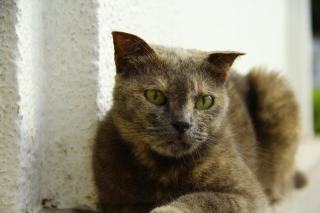 Pantoufle chat etam | Chat Bada