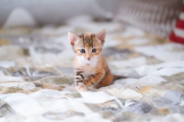 Parure de couette chat : détail produit et avis Parure de couette chat : détail produit et avis