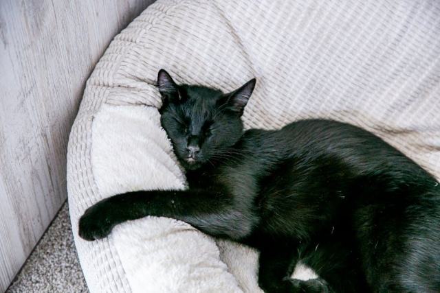 Parure de lit chat noir : détail produit et avis