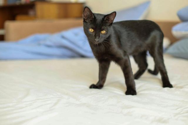 Parure de lit chat noir : détail produit et avis