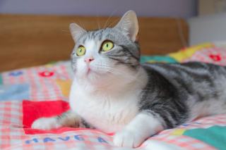 Parure de lit motif chat | Chat Bada
