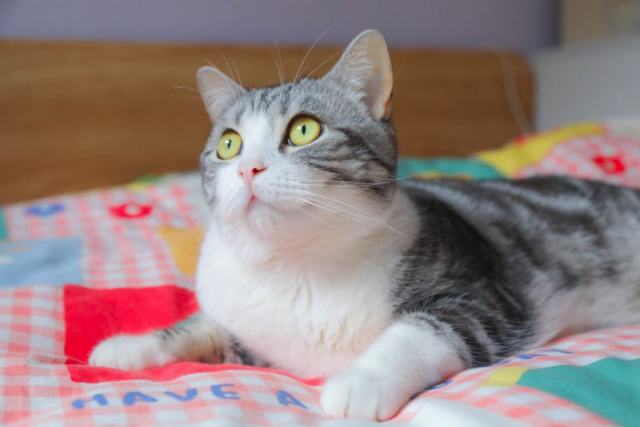 Parure de lit motif chat : détail produit et avis