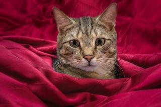 Parure de lit motif chat | Chat Bada