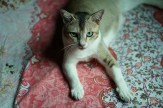 Drap chat : cadeau chat original sur Chat Bada