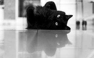 Chat noir cp : cadeau chat original sur Chat Bada