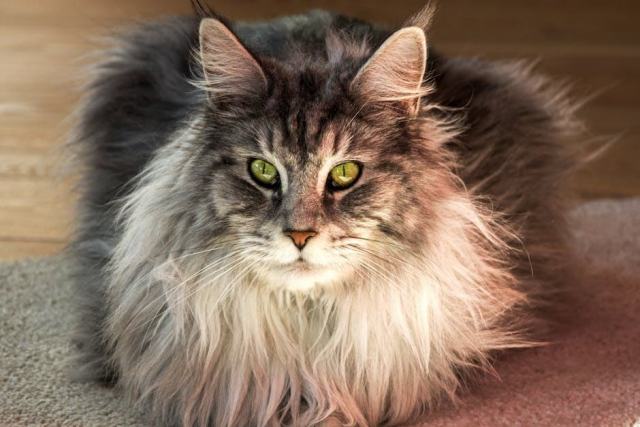 Chat passion : boutique chat Chat Bada Chat passion : boutique chat Chat Bada