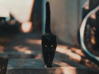 Pendule chat noir : cadeau chat original sur Chat Bada