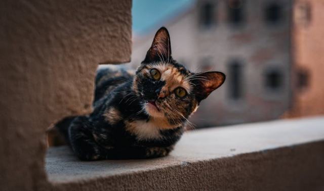 Pendule chat noir : l'accessoire chat qu'il vous faut