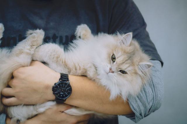 Pylone soldes : l'accessoire chat qu'il vous faut