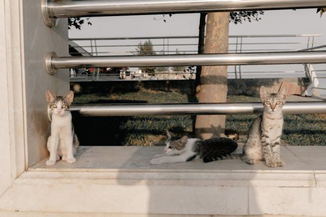 Pull capuche avec oreille chat : l'accessoire chat qu'il vous faut