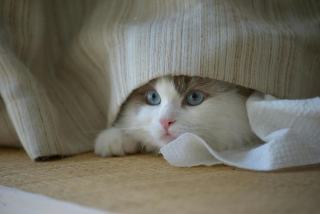 Pull cache cache : cadeau chat original sur Chat Bada