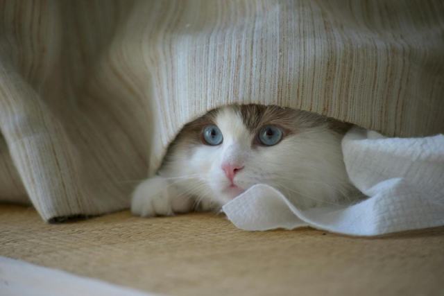 Pull cache cache : l'accessoire chat qu'il vous faut Pull cache cache : l'accessoire chat qu'il vous faut