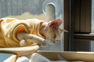 Pull kangourou chat : cadeau chat original sur Chat Bada