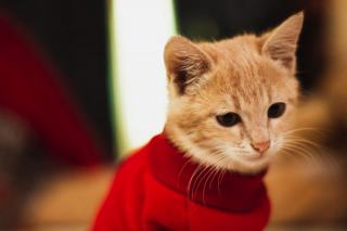 Pull noel chat : cadeau chat original sur Chat Bada