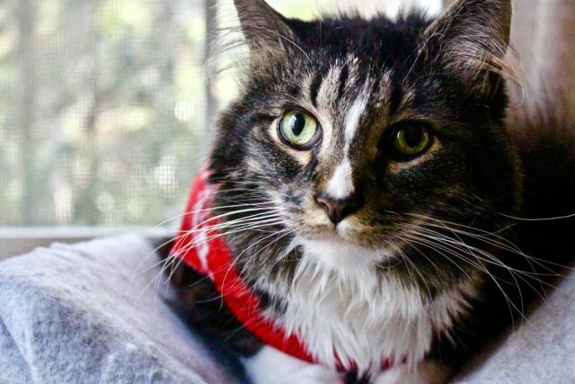 Pull avec chat : l'accessoire chat qu'il vous faut