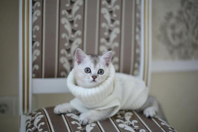 Pull galactique : l'accessoire chat qu'il vous faut
