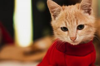 Pull chaton homme : cadeau chat original sur Chat Bada