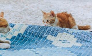 Pull chaton homme : cadeau chat original sur Chat Bada