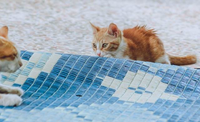 Pull chaton homme : l'accessoire chat qu'il vous faut