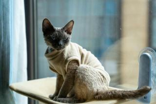 Pull poche kangourou pour chat : accessoire chat kawaii Chat Bada