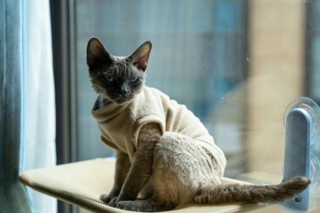 Pull poche kangourou pour chat : l'accessoire chat qu'il vous faut