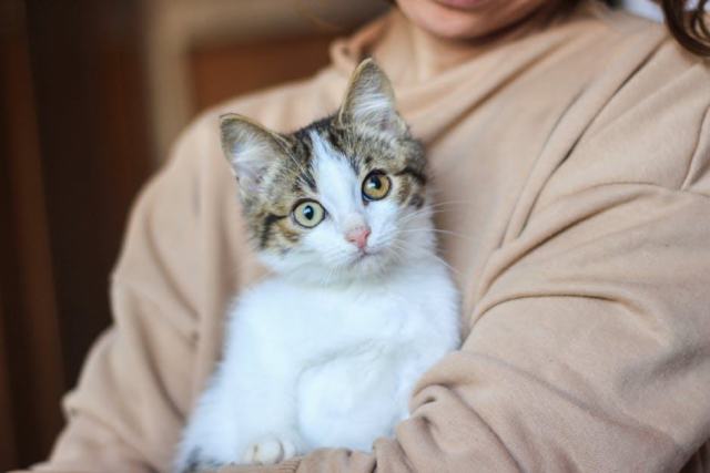 Pull pour chaton : l'accessoire chat qu'il vous faut