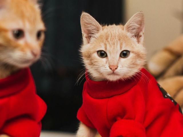 Pull pour chaton : l'accessoire chat qu'il vous faut Pull pour chaton : l'accessoire chat qu'il vous faut