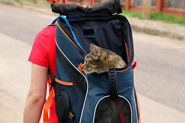 Chartreux noir : l'accessoire chat qu'il vous faut Chartreux noir : l'accessoire chat qu'il vous faut