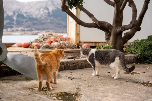 Sac a dos steampunk : l'accessoire chat qu'il vous faut