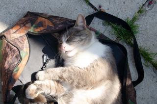 Sac à dos transport chat hublot | Chat Bada