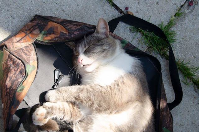 Sac à dos transport chat hublot : détail produit et avis Sac à dos transport chat hublot : détail produit et avis