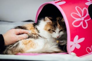Sac bulle chat : cadeau chat original sur Chat Bada