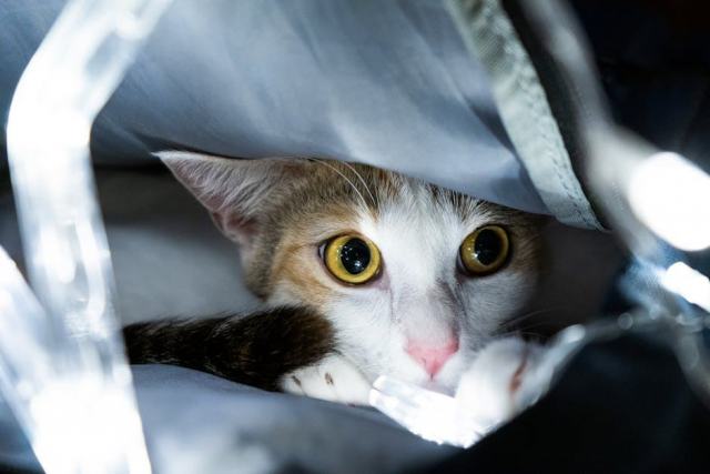 Sac chat astronaute : l'accessoire chat qu'il vous faut