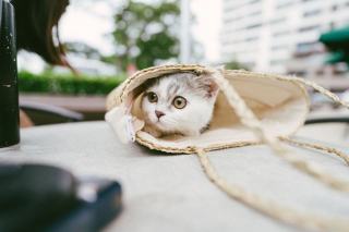 Sac promenade chat : cadeau chat original sur Chat Bada