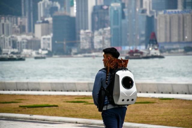 Sac transport chat astronaute : l'accessoire chat qu'il vous faut Sac transport chat astronaute : l'accessoire chat qu'il vous faut