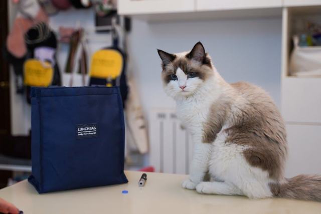 Sac bulle chat : l'accessoire chat qu'il vous faut