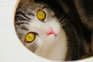 Sac transport chat pokeball : cadeau chat original sur Chat Bada