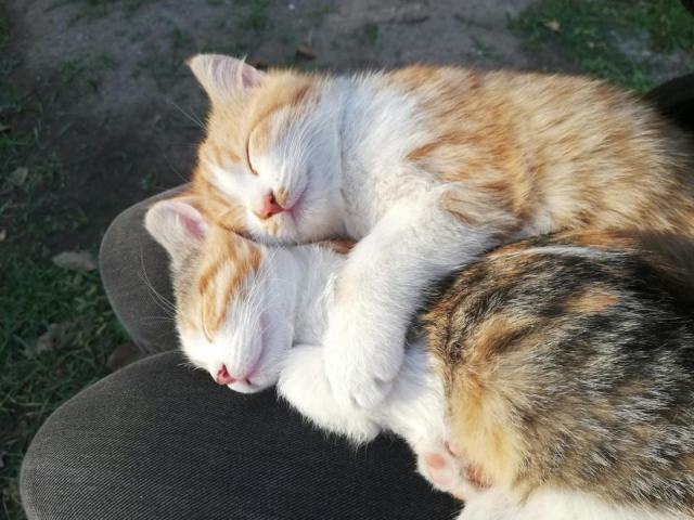 Chatamis : l'accessoire chat qu'il vous faut