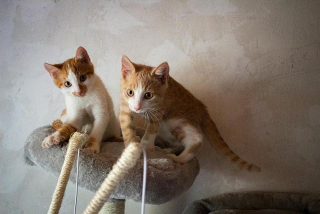 Tableau chat chaton joueur : l'accessoire chat qu'il vous faut Tableau chat chaton joueur : l'accessoire chat qu'il vous faut