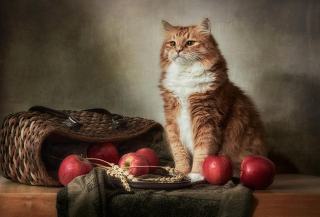 Tableau chat connu : cadeau chat original sur Chat Bada