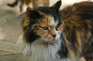 Klimt chat : cadeau chat original sur Chat Bada