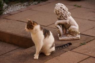 Chat reflet lion : cadeau chat original sur Chat Bada