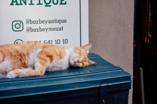 Chat reflet lion : cadeau chat original sur Chat Bada