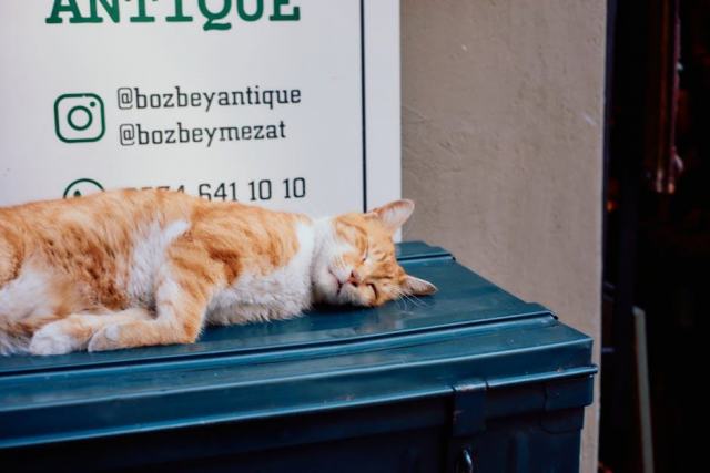 Chat reflet lion : l'accessoire chat qu'il vous faut