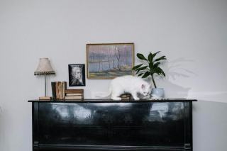 Matisse chat : cadeau chat original sur Chat Bada