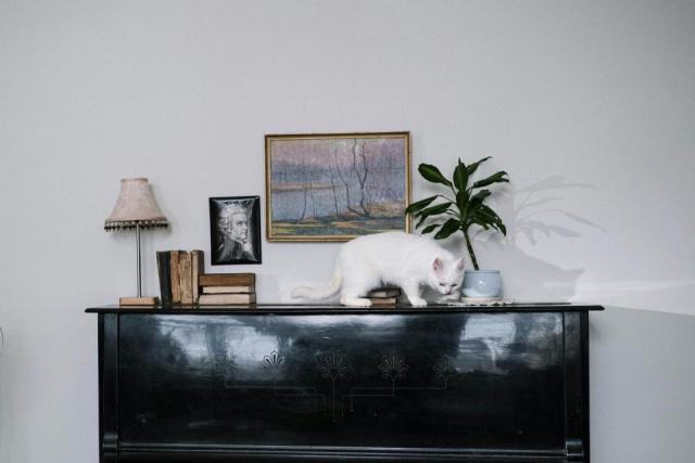 Matisse chat : l'accessoire chat qu'il vous faut