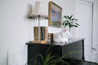 Tableau chat safari : cadeau chat original sur Chat Bada