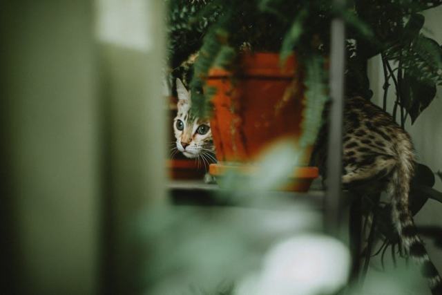 Tableau chat safari : l'accessoire chat qu'il vous faut